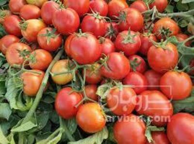 فروش گوجه فرنگی8320