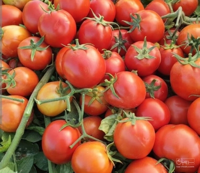 فروش گوجه فرنگی