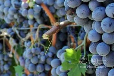 فروش انگور شانی