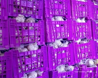 فروش موسیر خشک سالم