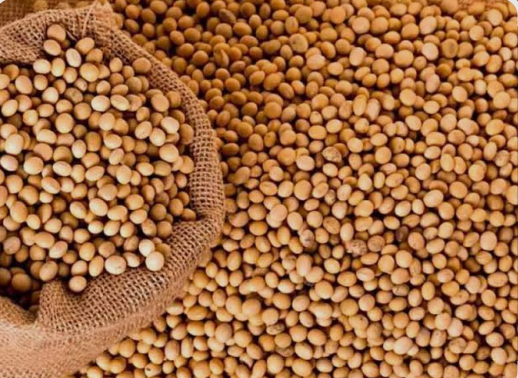 فروش سویا