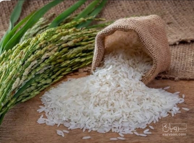 فروش  شالی برنج طارم