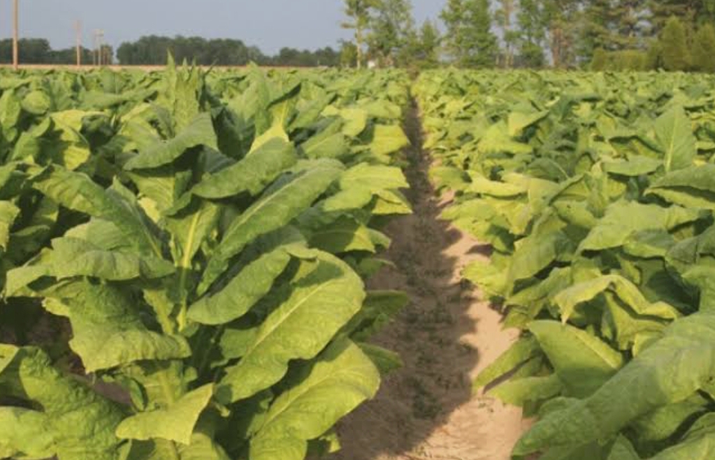 فروش توتون بارلی