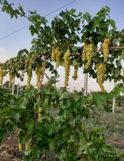 فروش انگوربی دانه