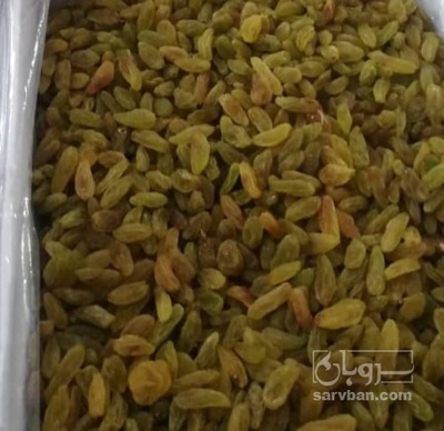 فروش کشمش سبز