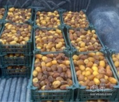 فروش خرما رطب