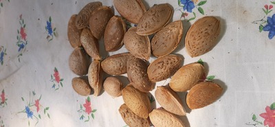 فروش بادام درختی