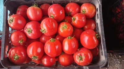 فروش گوجه فرنگی ربی