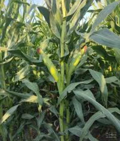 فروش چاپر ذرت - سیلاژ ذرت