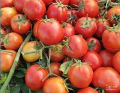 فروش گوجه فرنگی