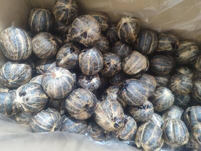 فروش لیموترش خشک ( توپی )ببری