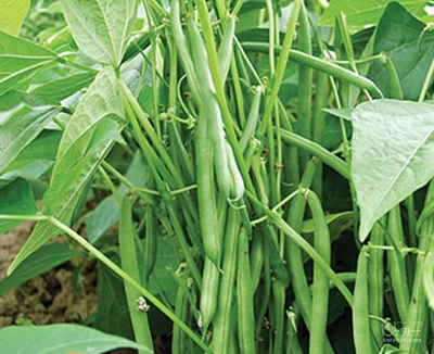 فروش لوبیا سبز