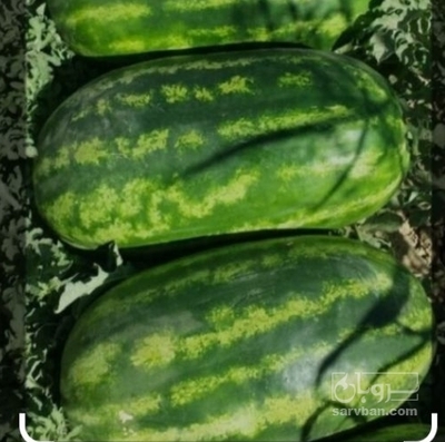 فروش هندوانه b32