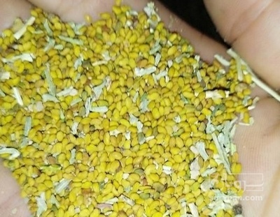 فروش بذر یونجه بغدادی