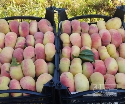 فروش هلو انجیری