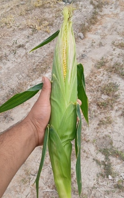 فروش ذرت مکزیکی