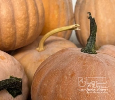 فروش کدو حلوایی