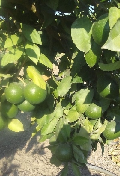 فروش نارنگی سردرختی