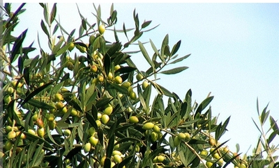 فروش زیتون