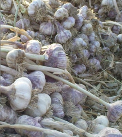 فروش سیر