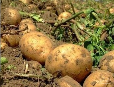فروش سیب زمینی