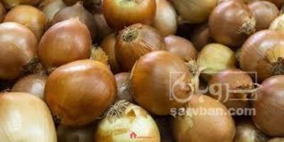 فروش پیاززرد