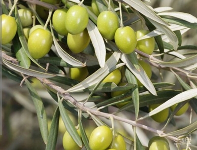 فروش زیتون