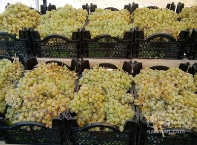 فروش انگور عسگری بی دانه
