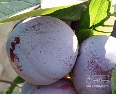 فروش آلو شابلون سردرختی