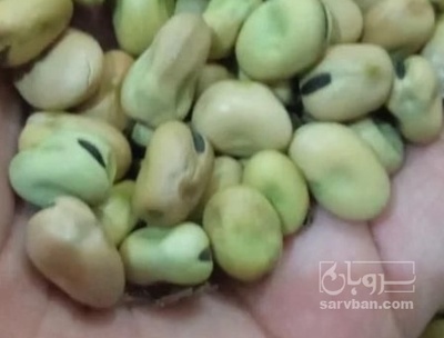 فروش باقلا خشک امسالی