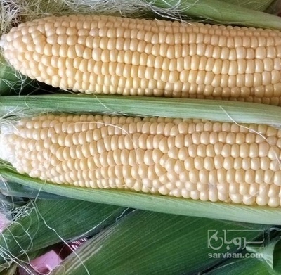 فروش ذرت مکزیکی