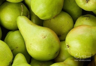 فروش گلابی شاهپسند