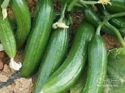 فروش خیار محلی