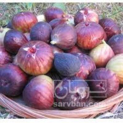 فروش انجیرقرمز