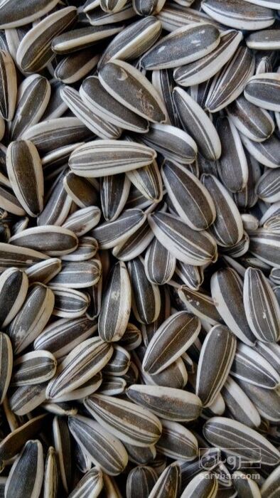 فروش تخمه آفتابگردان بود داده