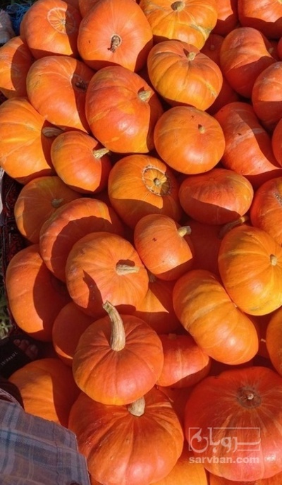 فروش کدو انجیری