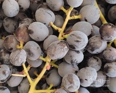 فروش انگور شاهانی