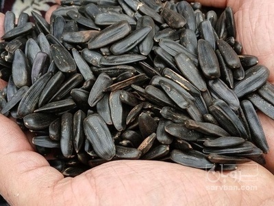 فروش تخمه سیاه