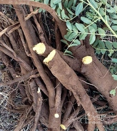 فروش شیرین بیان ریشه