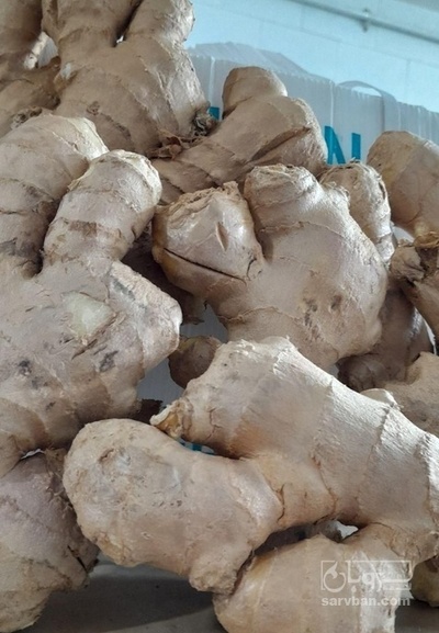 فروش زنجبیل تازه