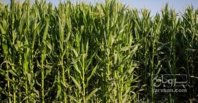فروش ذرت علوفه ایی چاپر