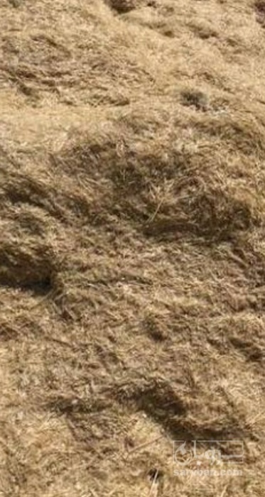 فروش کاه و کلش گندم