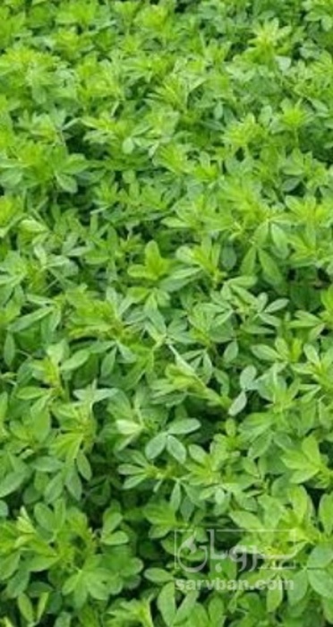 فروش یونجه