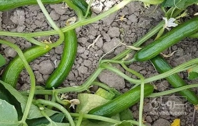 فروش خیار هوای ازاد