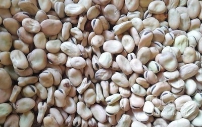 فروش باقالی خشک