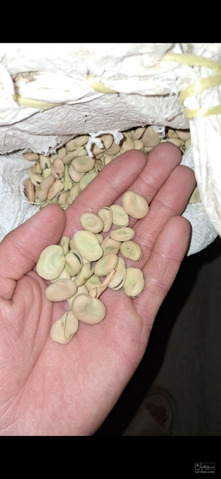 فروش باقلا خشک