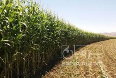 فروش ذرت علوفه ای