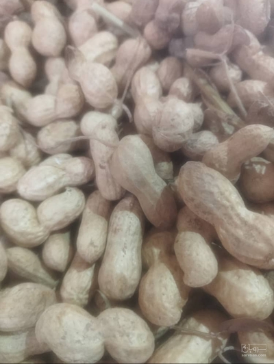 فروش بادام زمینی
