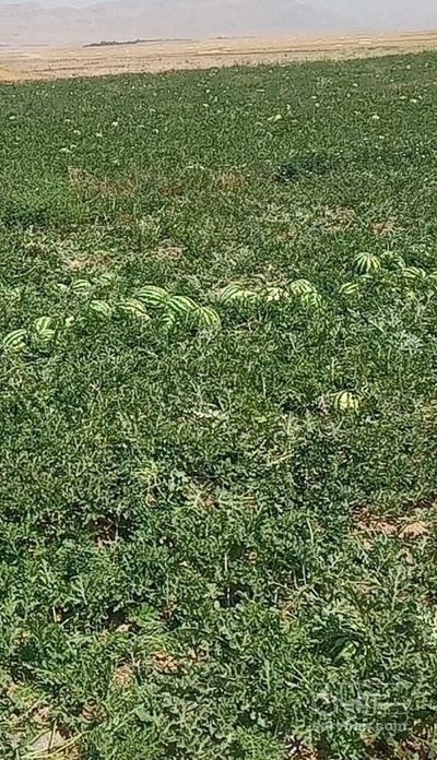 فروش هندوانه گرد