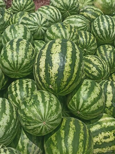 فروش هندوانه